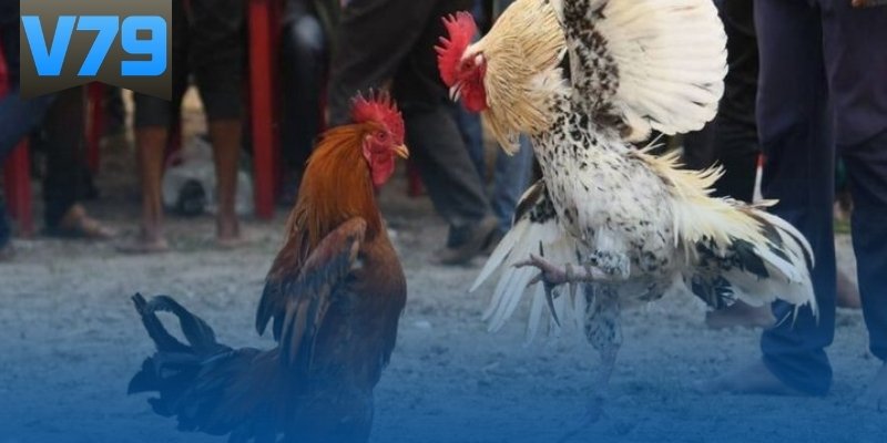 Cách băng cựa gà đá giúp hạn chế tổn thương Cách băng cựa gà đá giúp hạn chế tổn thương