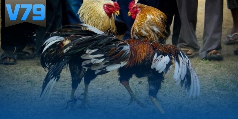 Cách Băng Cựa Gà Đá - Hướng Dẫn Bảo Vệ Cựa Đúng Cách
