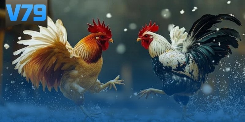 Giới thiệu về hướng dẫn lai tạo gà đá