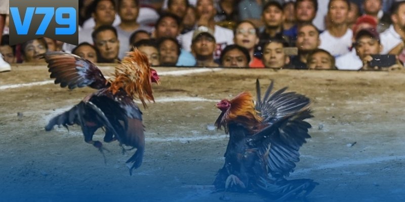 Quá trình lai gà hiệu quả Open88 giới thiệu